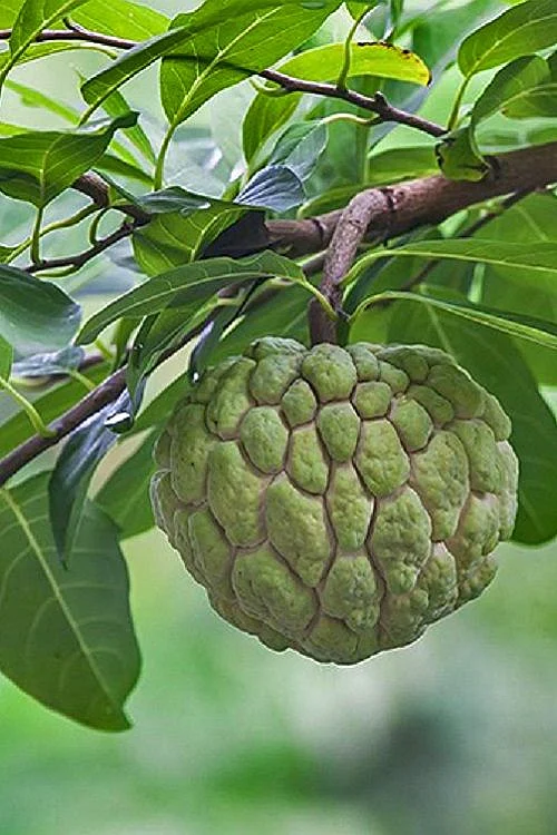 Custard Apple 2
