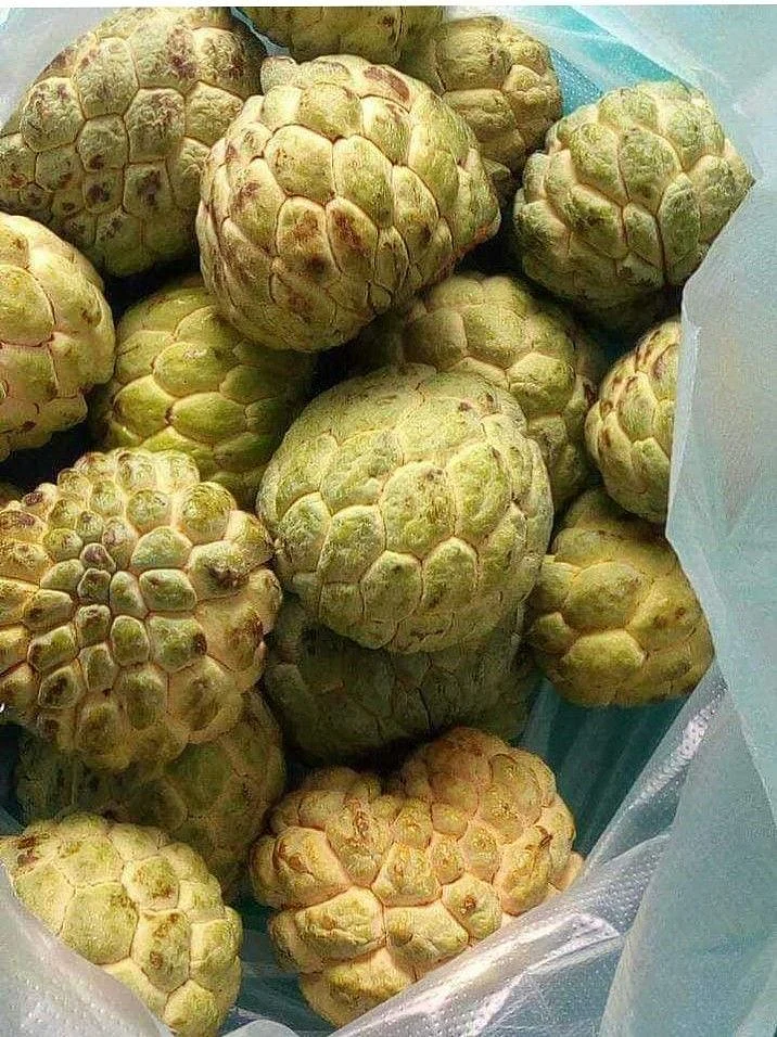 Custard Apple 9