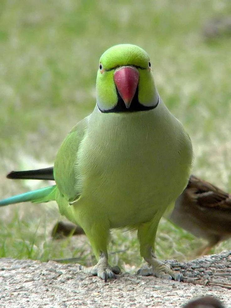 parrots3