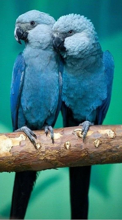 parrots6