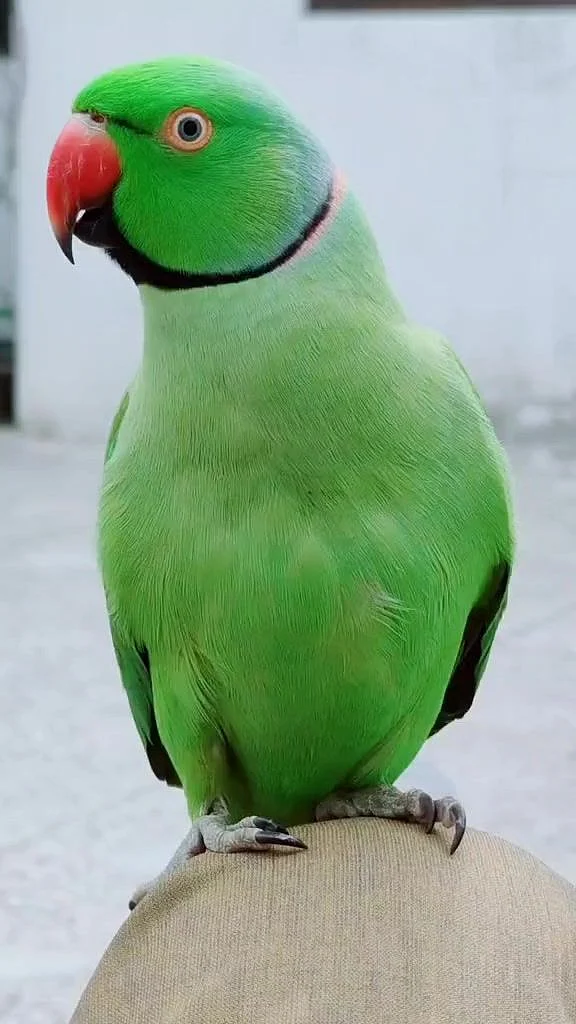 parrots1