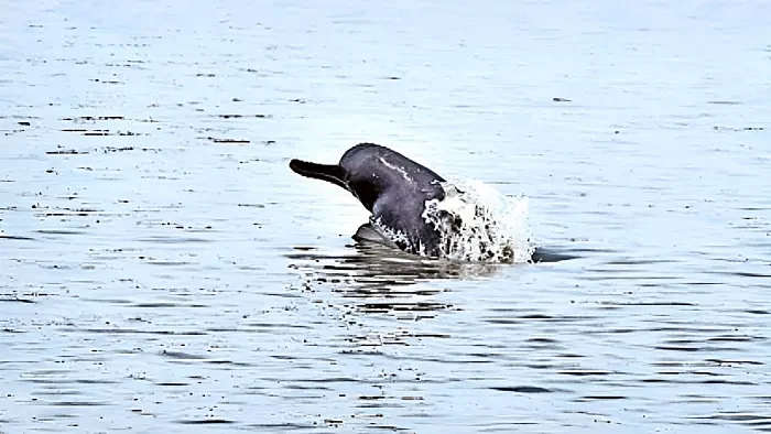 12032023 dolphin23353750m