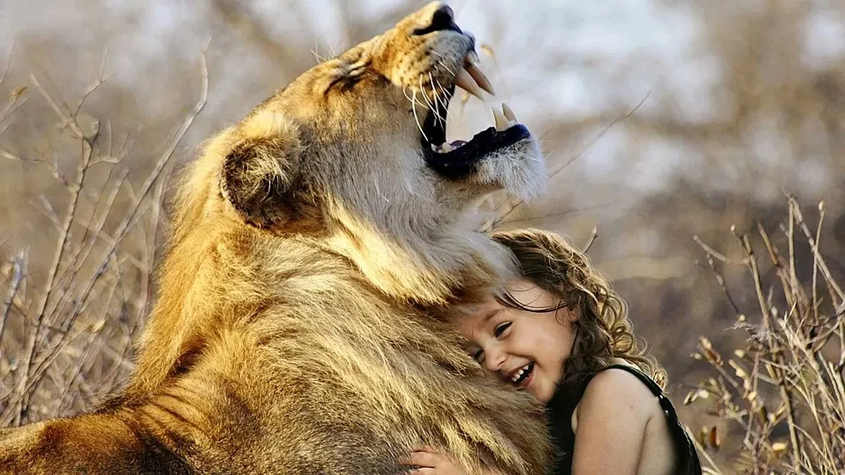 Lion 6