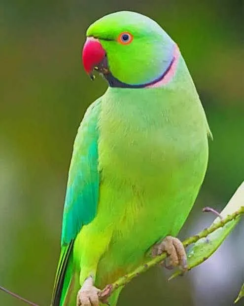 parrots2