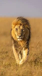 Lion 8