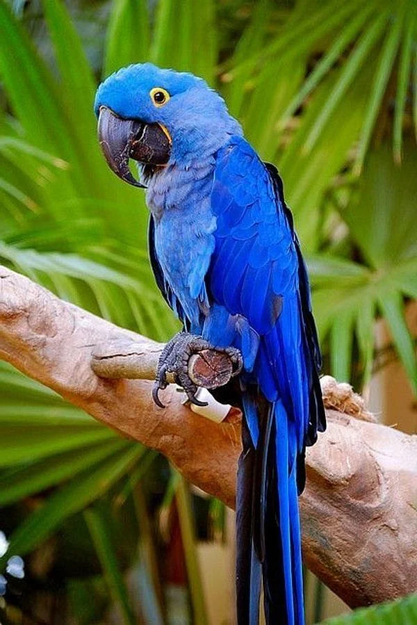 parrots5
