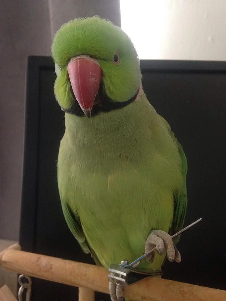 parrots4