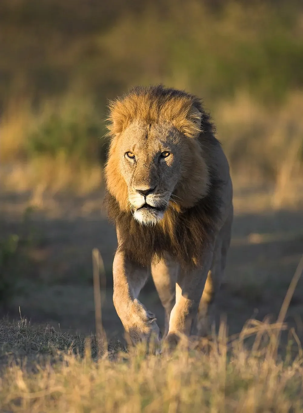 Lion 9