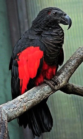 parrots8