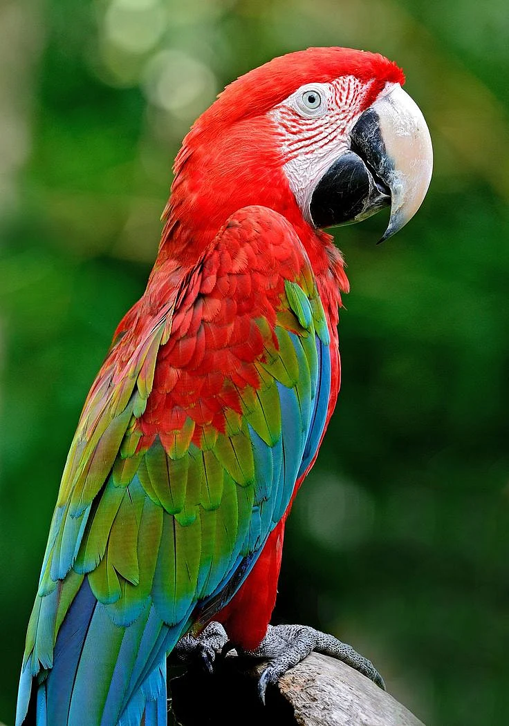 parrots9