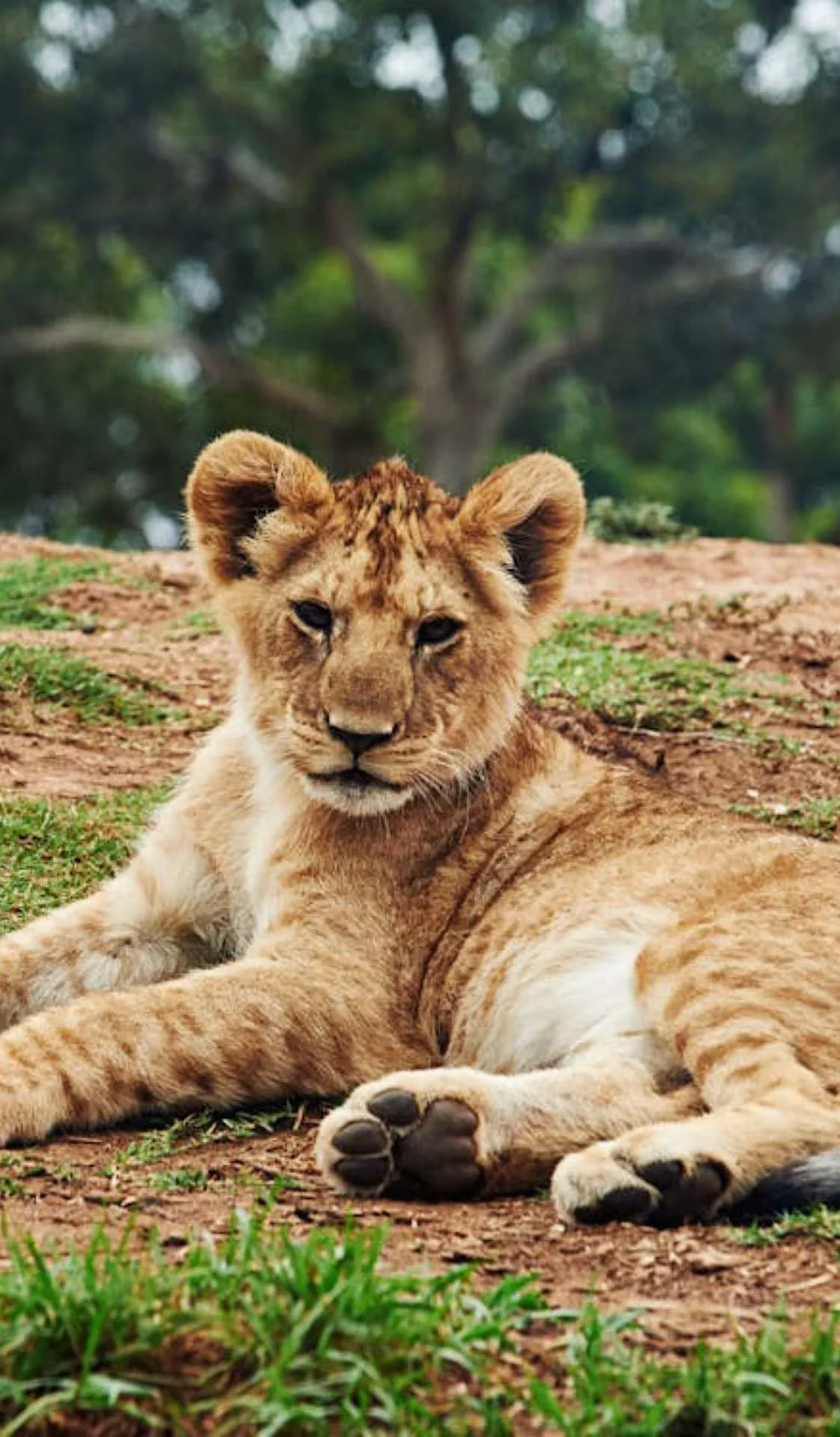 Baby Tiger