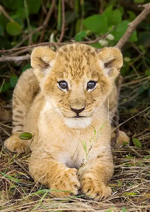 Baby Lion 7
