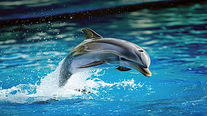 dolphin296cb75891127b00956602f8fc61b8e8