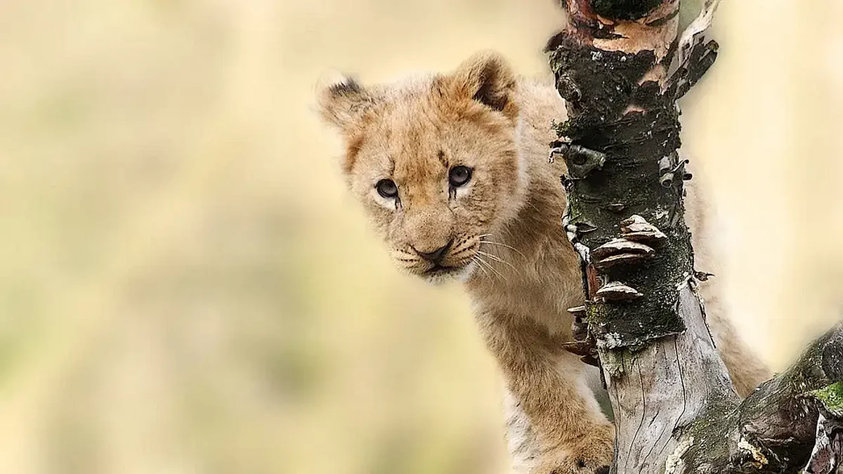 Baby Lion 5