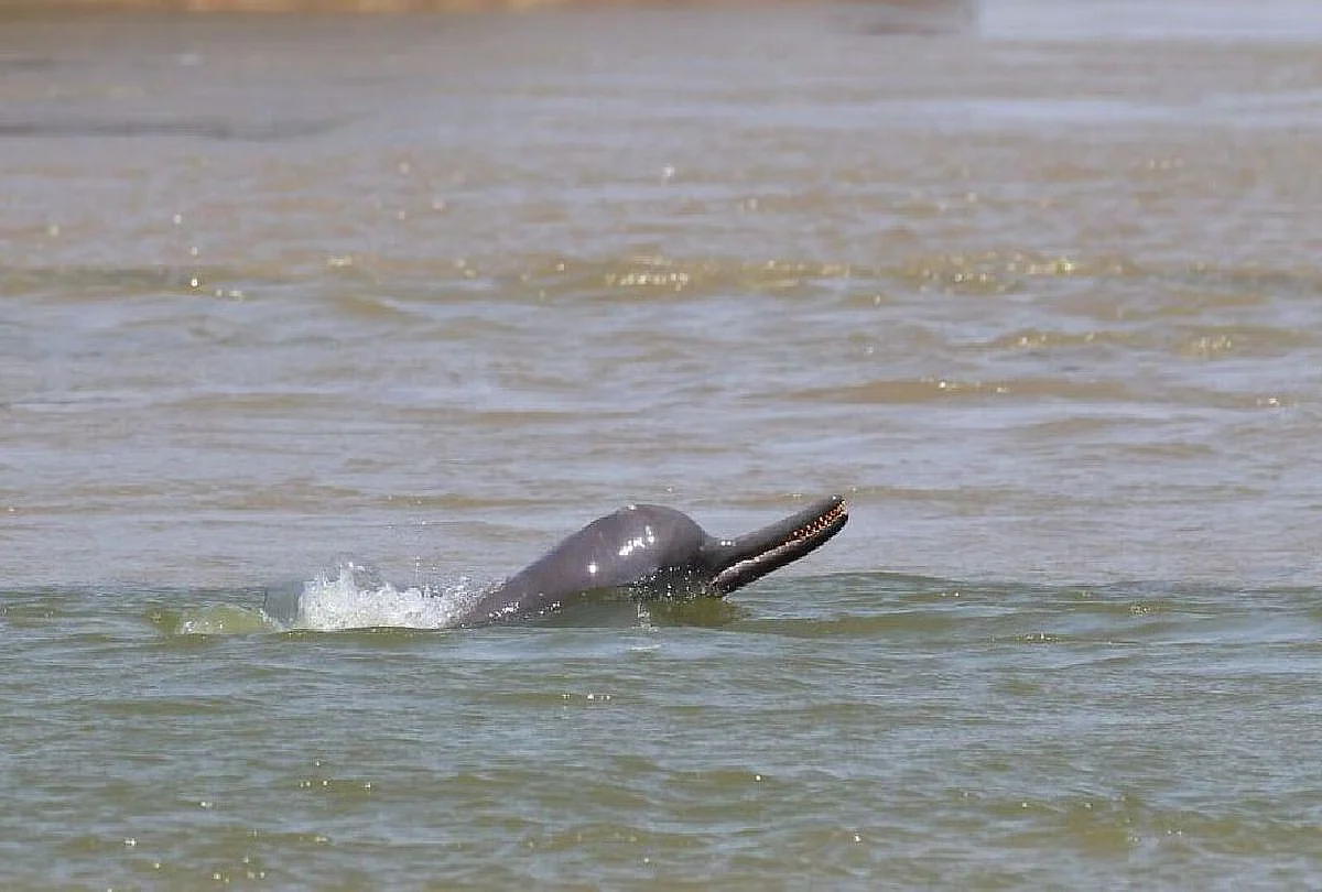 dolfin1601976512