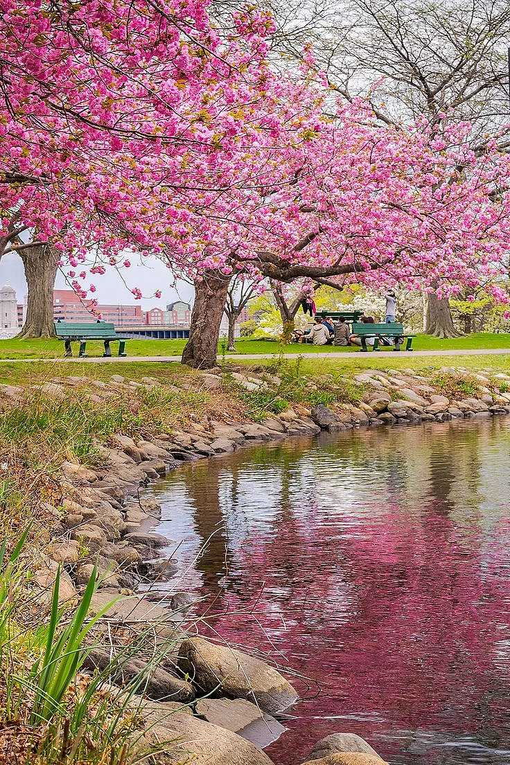 Cherry Blossom