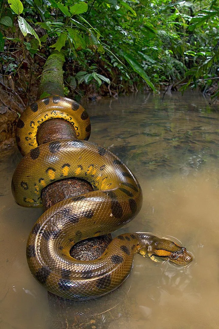 Giant Anaconda