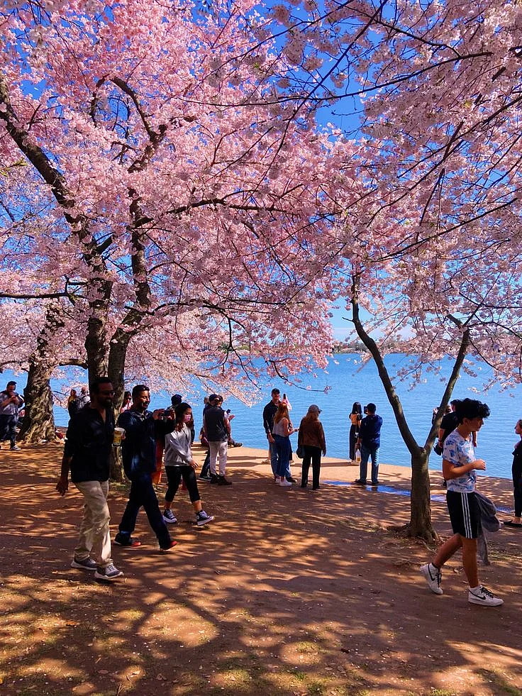 Washington DC s National Cherry Blossom Festival
