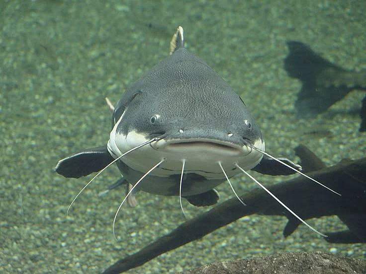 How to Catch Catfish During the Day Your Helpful Guide