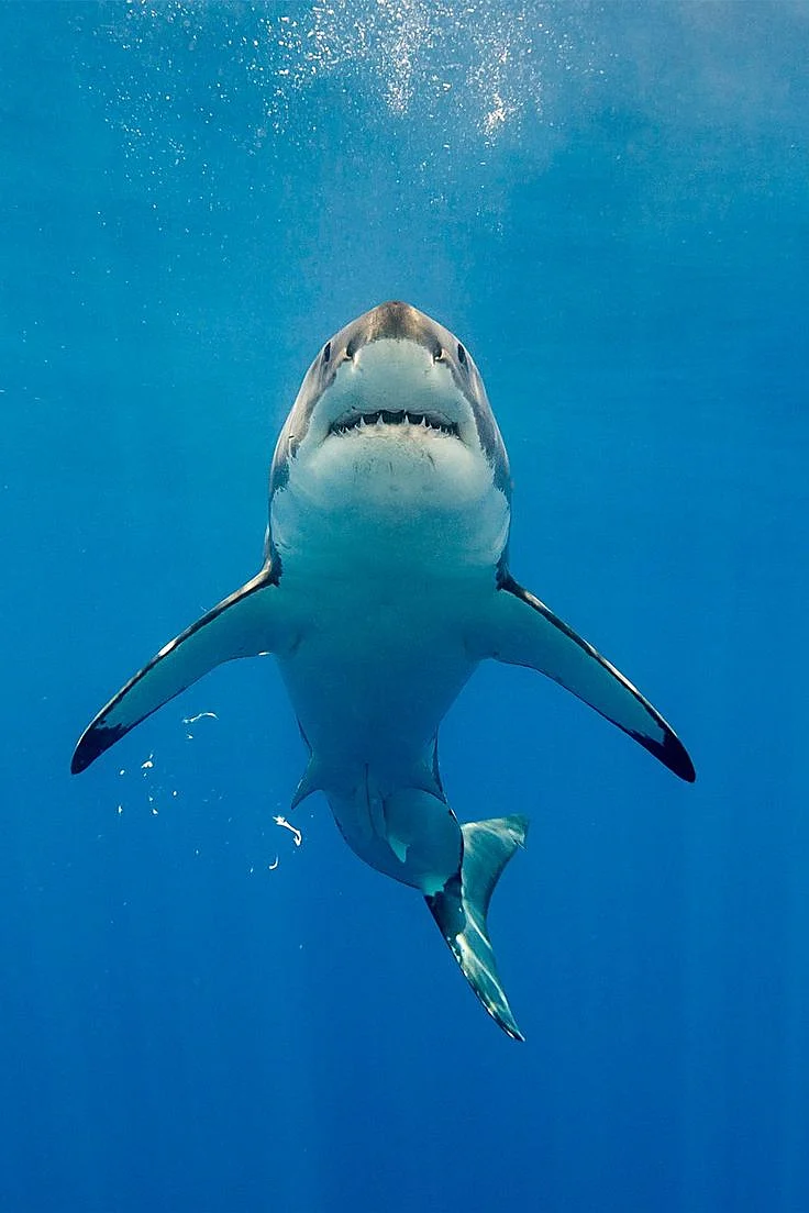 These 45 Cutthroat Animals Will Do Just About Anything to Survive