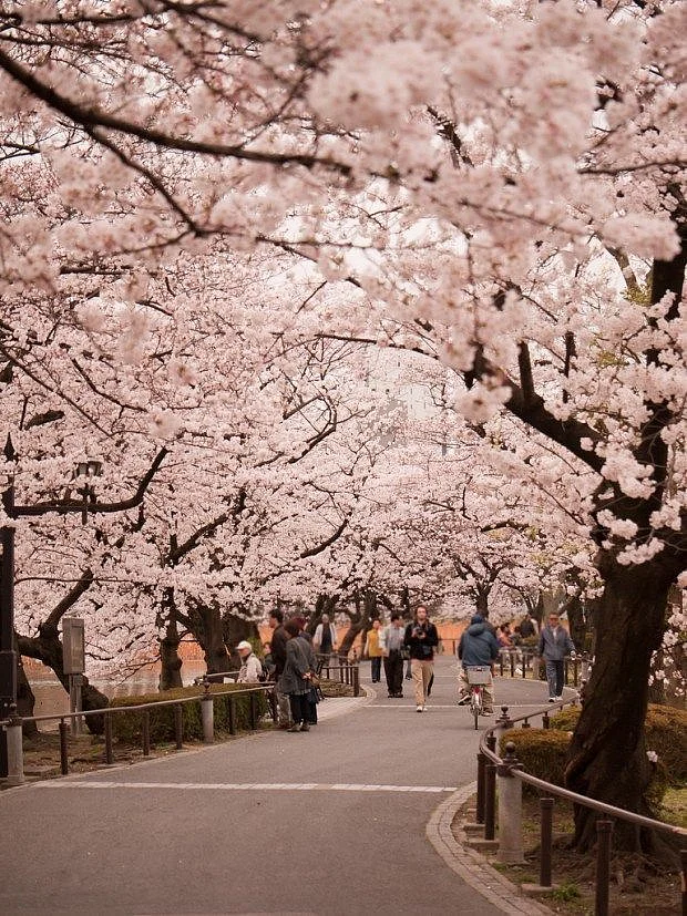 japam