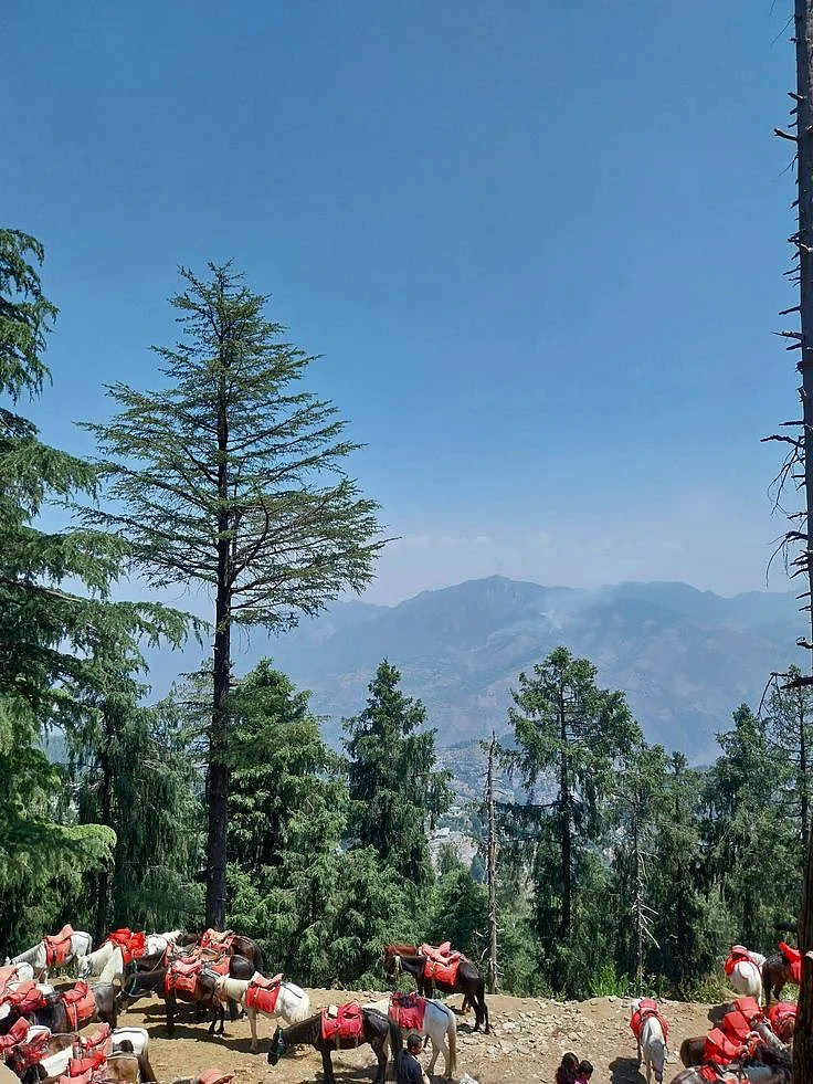 Kufri