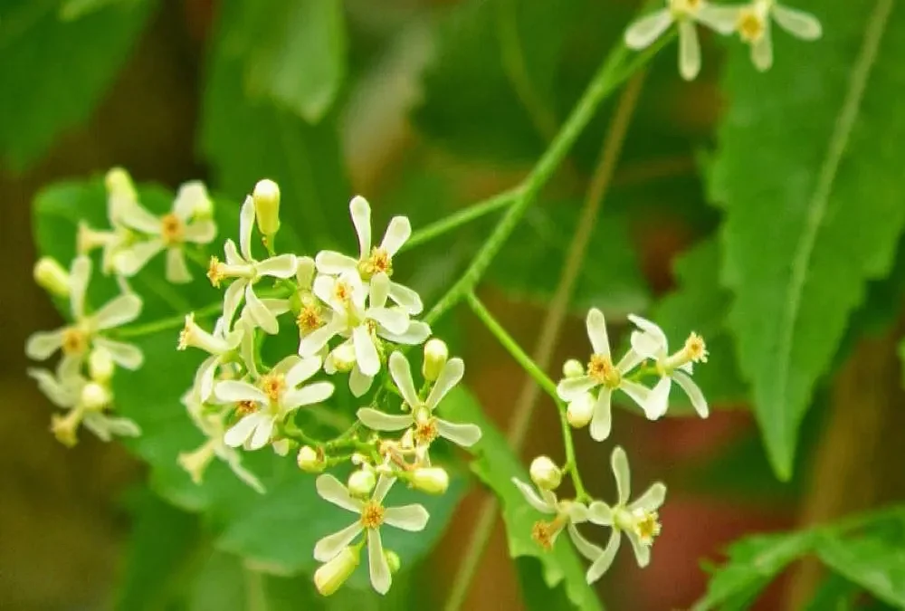 neem flower benefits
