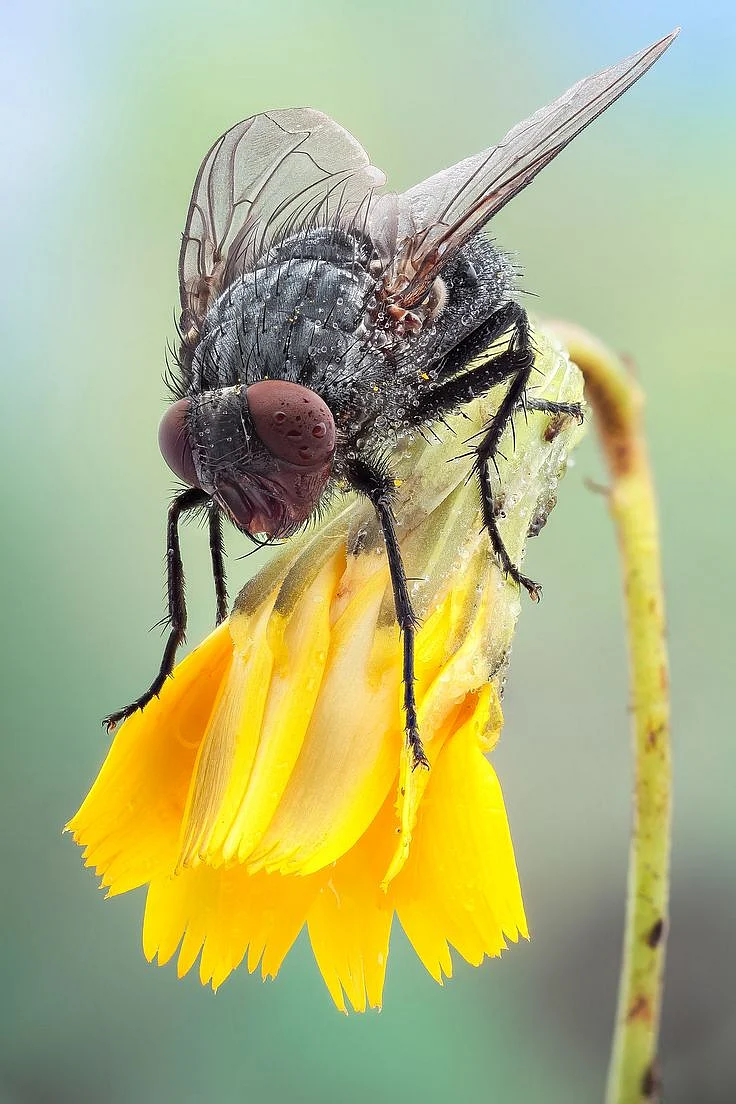 flies8