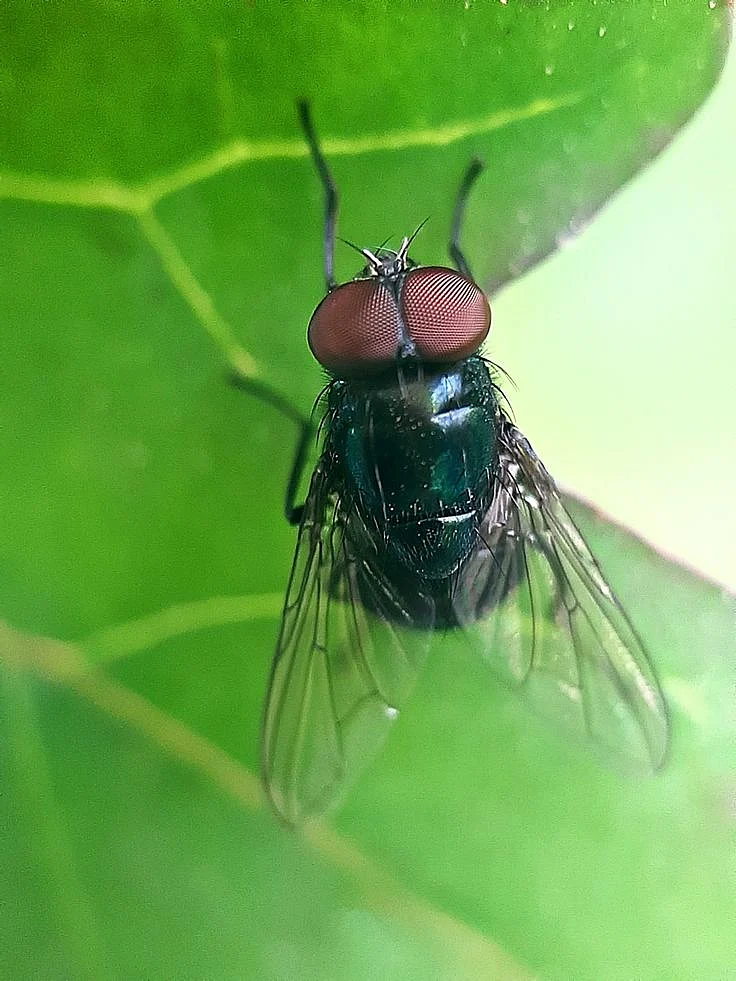 flies11