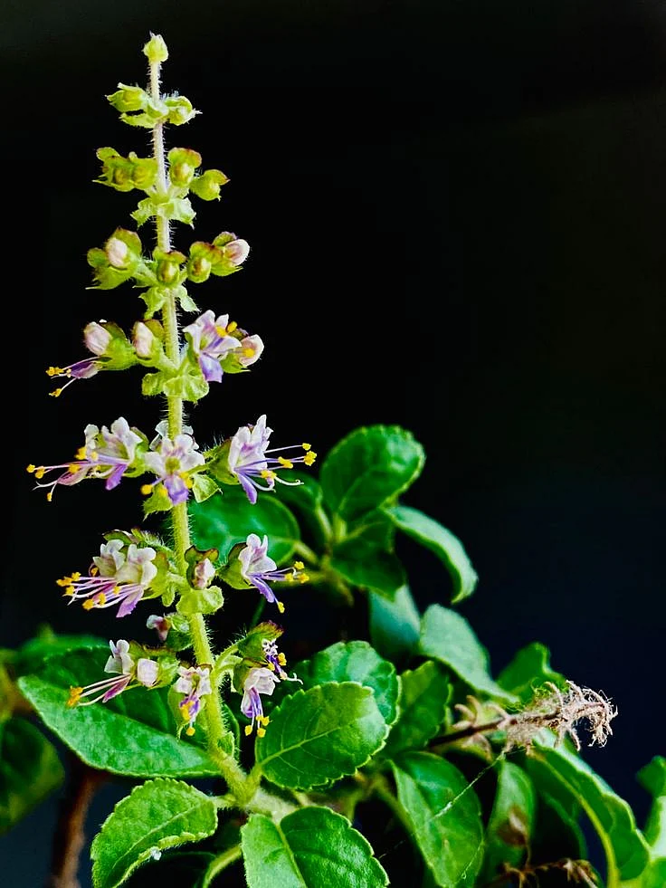 Basil seeds9