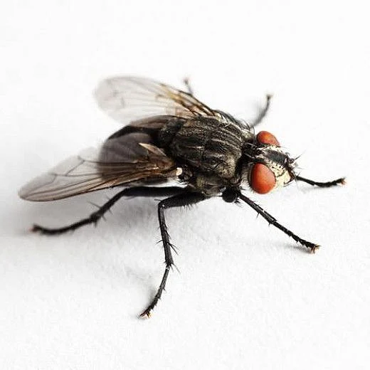 flies2