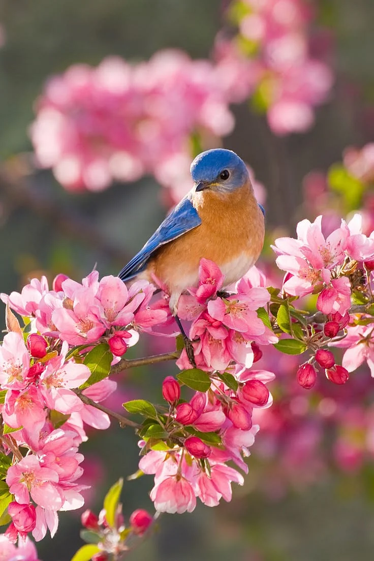 birds