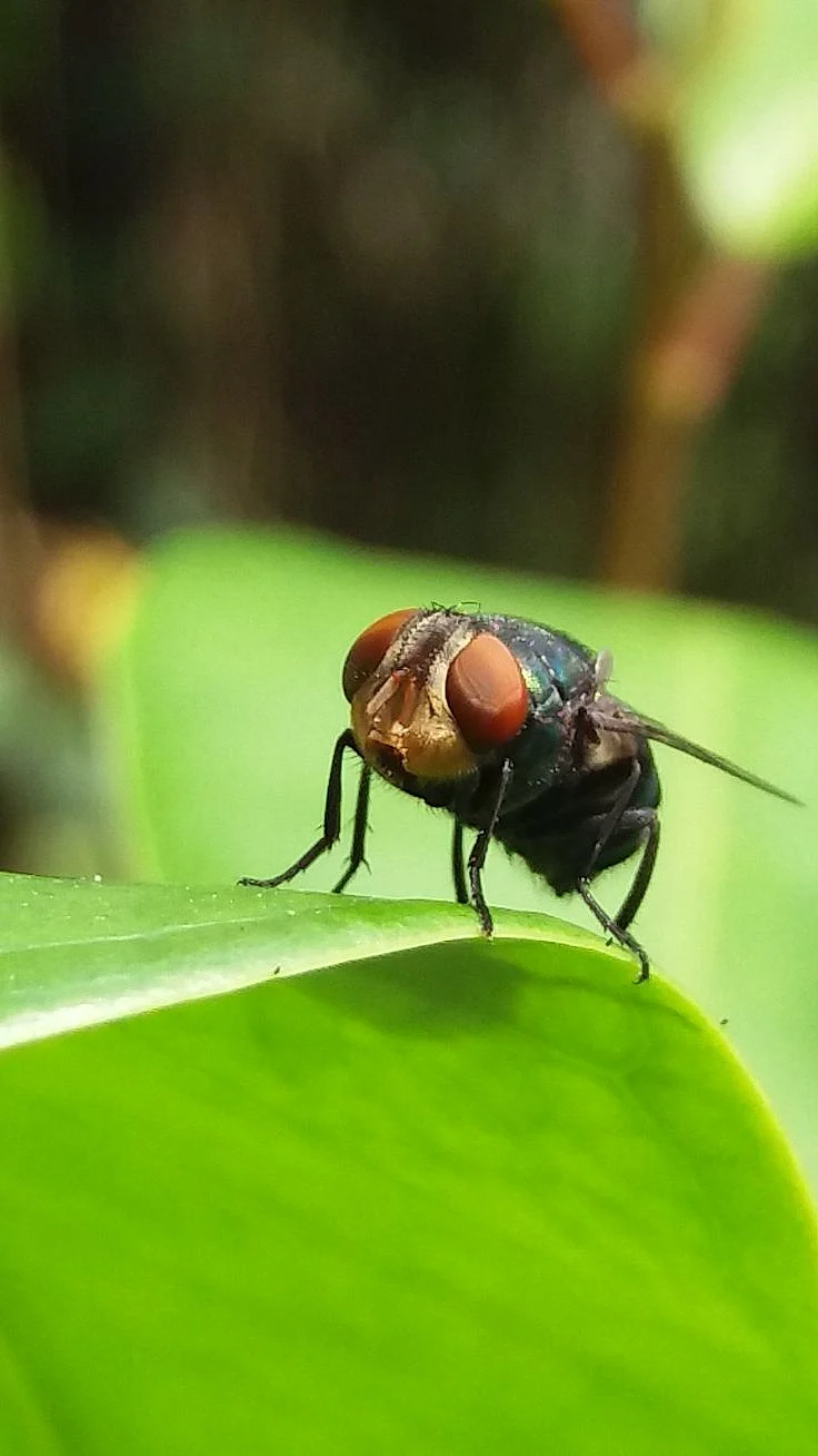 flies10