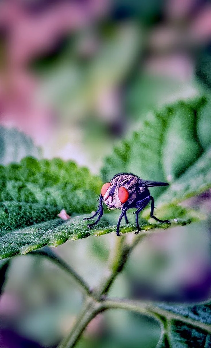 flies1