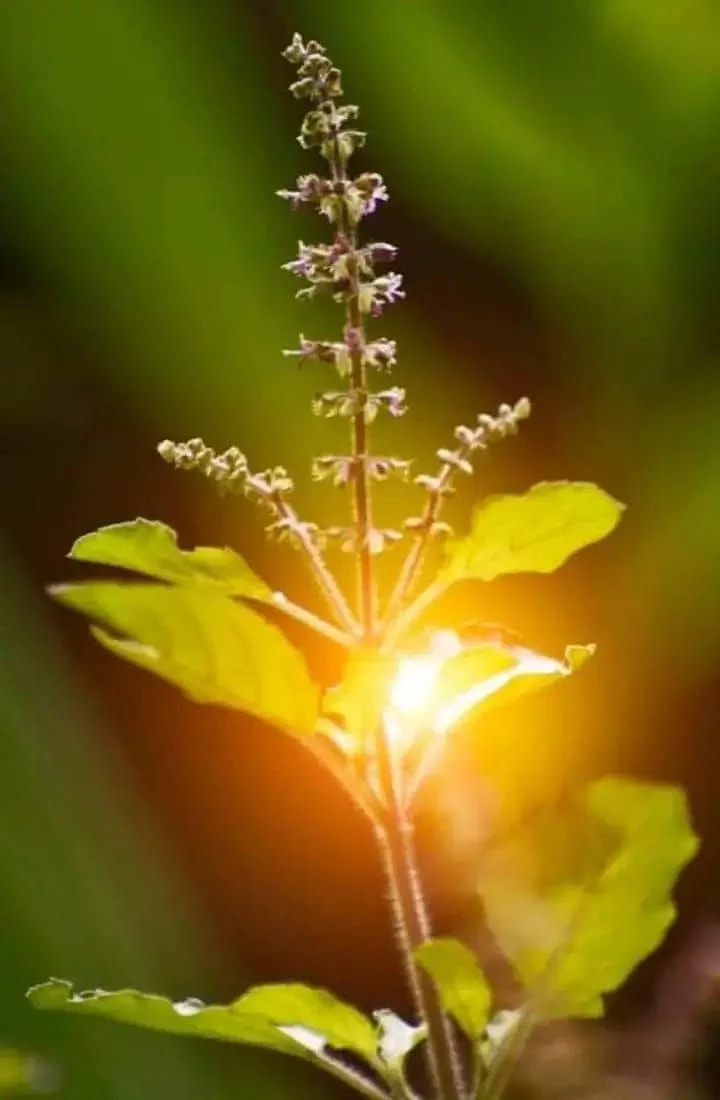 Basil seeds5