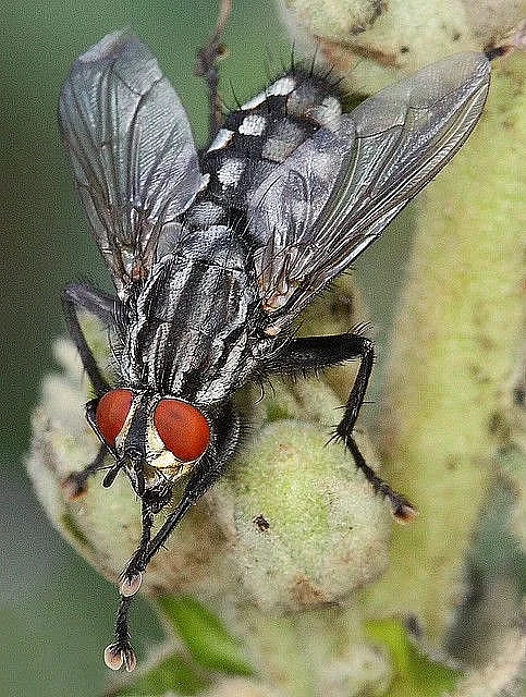 Flies