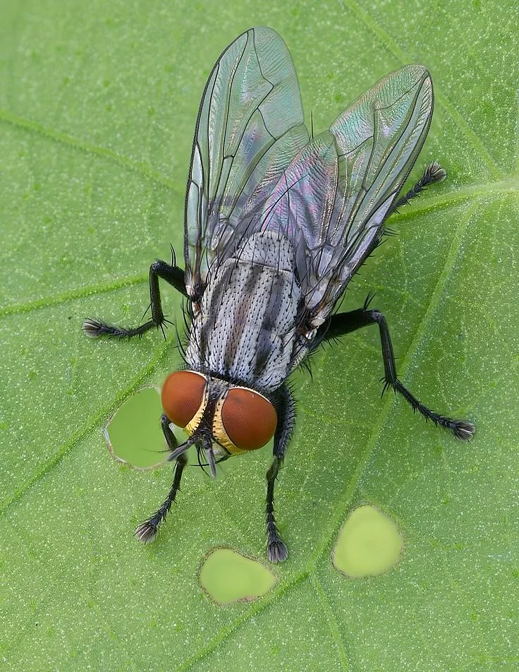 flies4