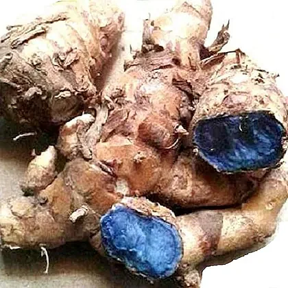xetomos fresh black turmeric kali haldi curcuma caesia germinating 1 kg for plantation product images orvx1n1f2yr p601446677 0 202305130609