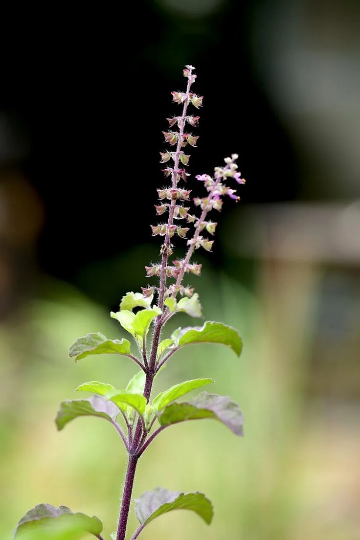 Basil seeds7