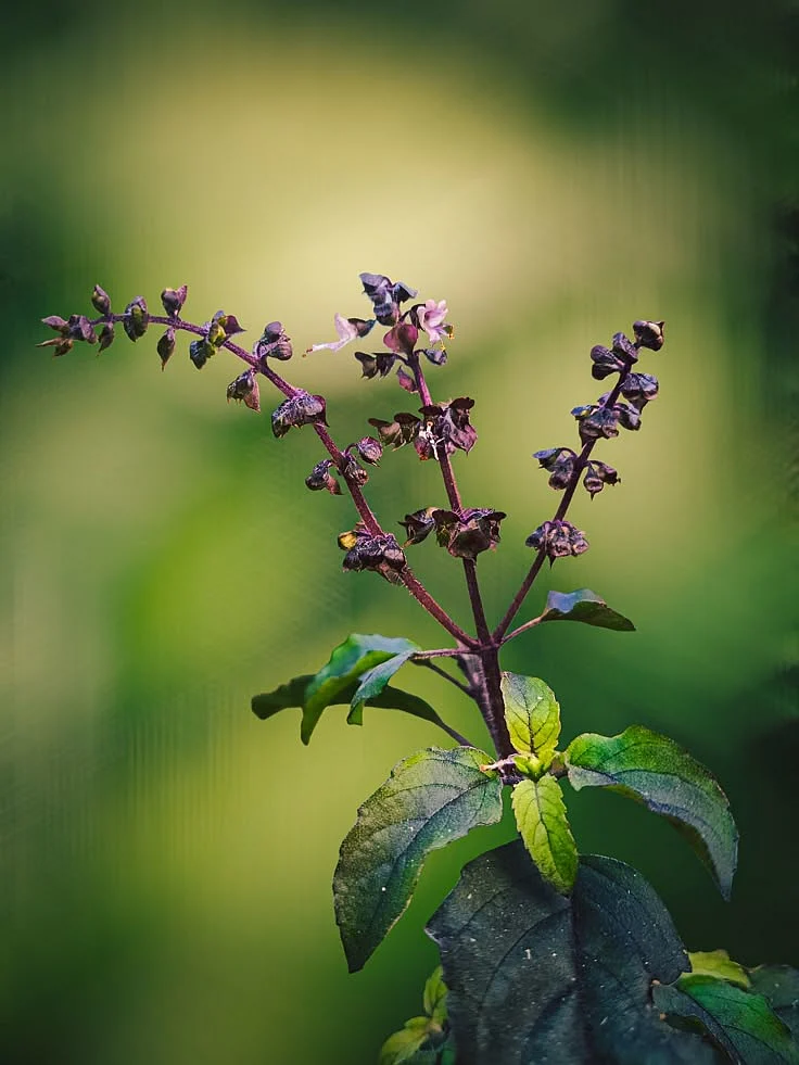 Basil seeds8