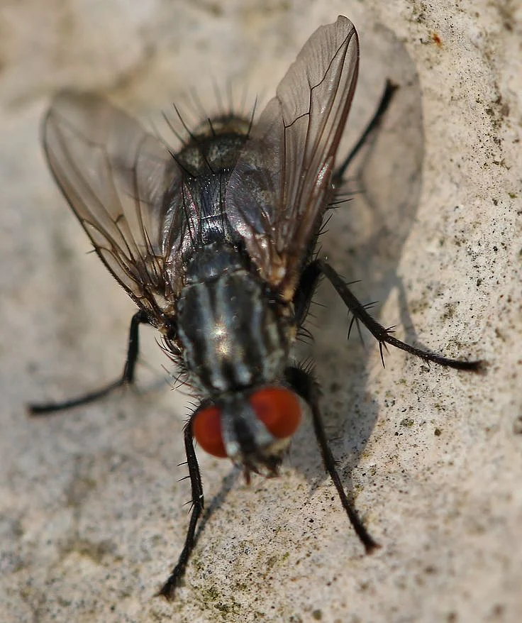 flies3