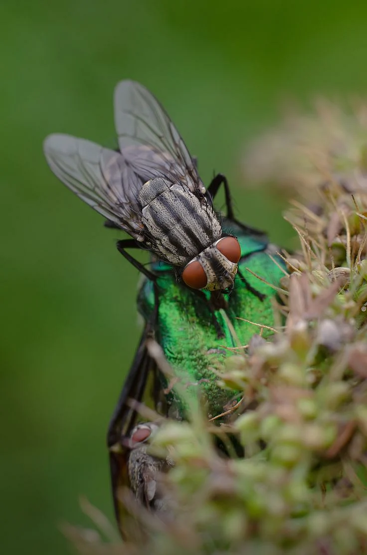 flies5