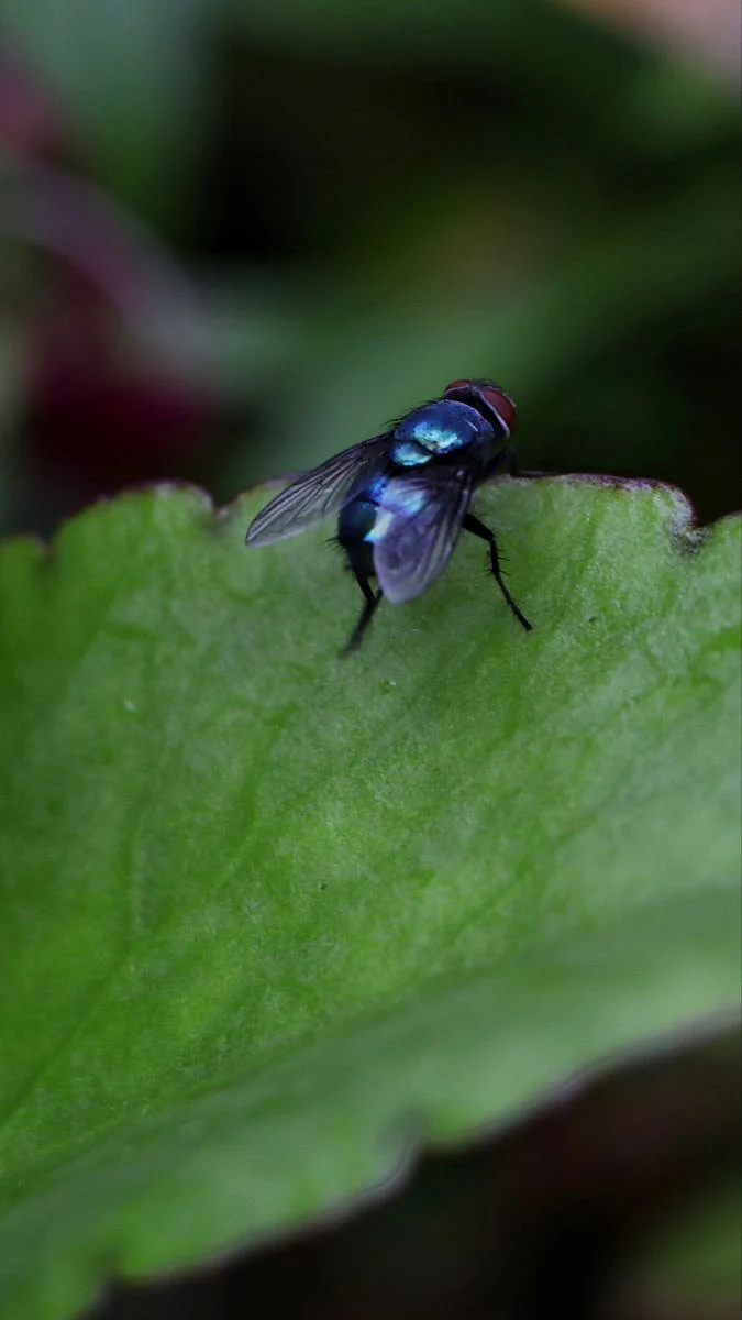 flies9