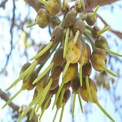 mahua flower