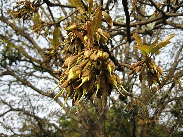 Mahua
