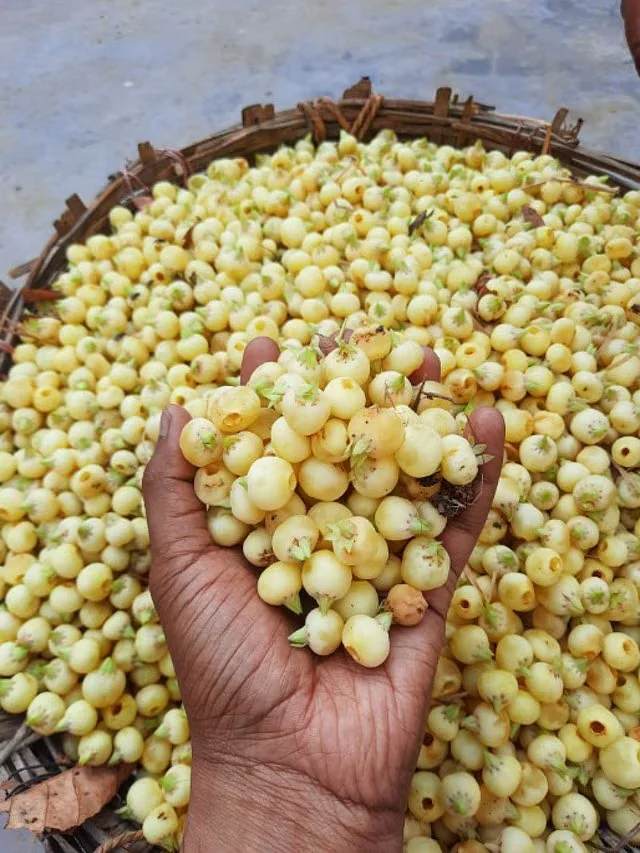 2181091 mahua benefits 1