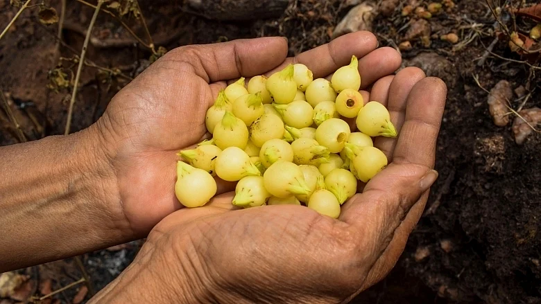 Mahua Feature Story Image 3