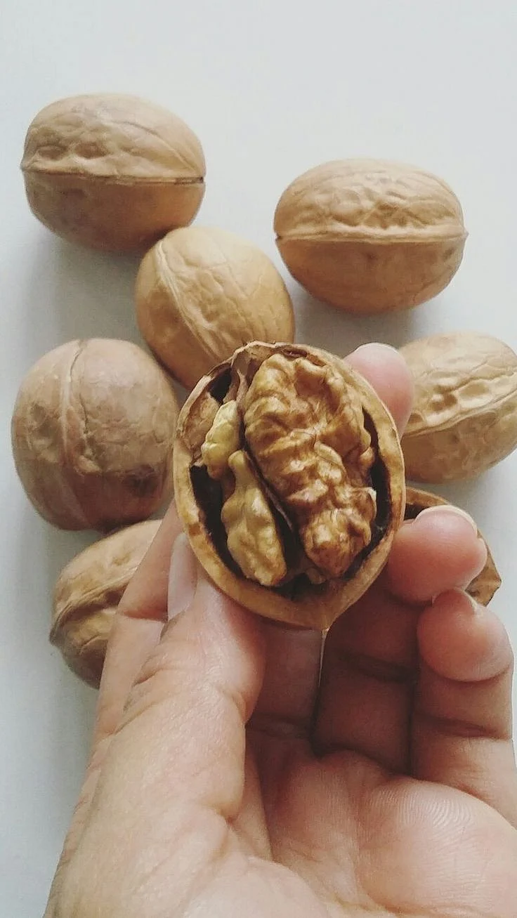 walnut.7