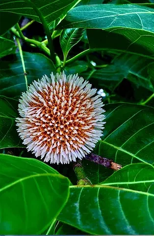 Kadamba Fruit