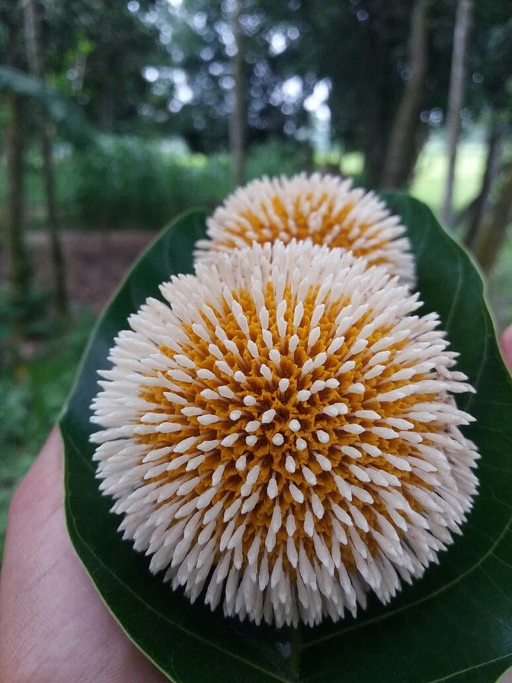 Kodom